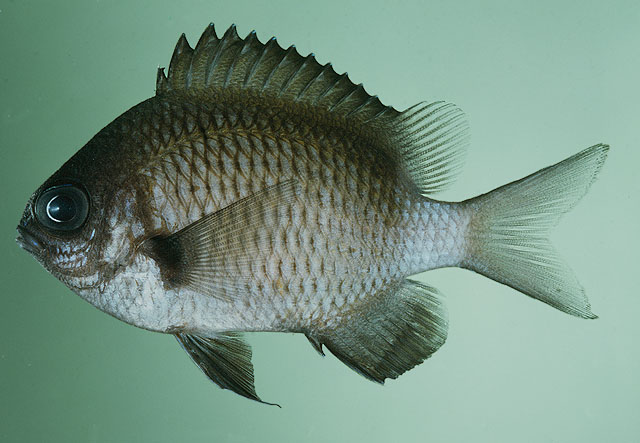 Chromis chrysura (Bliss, 1883)